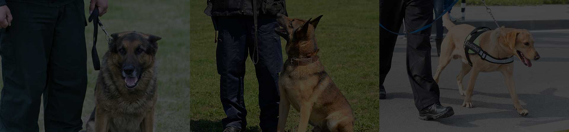 K9 Dog Security 